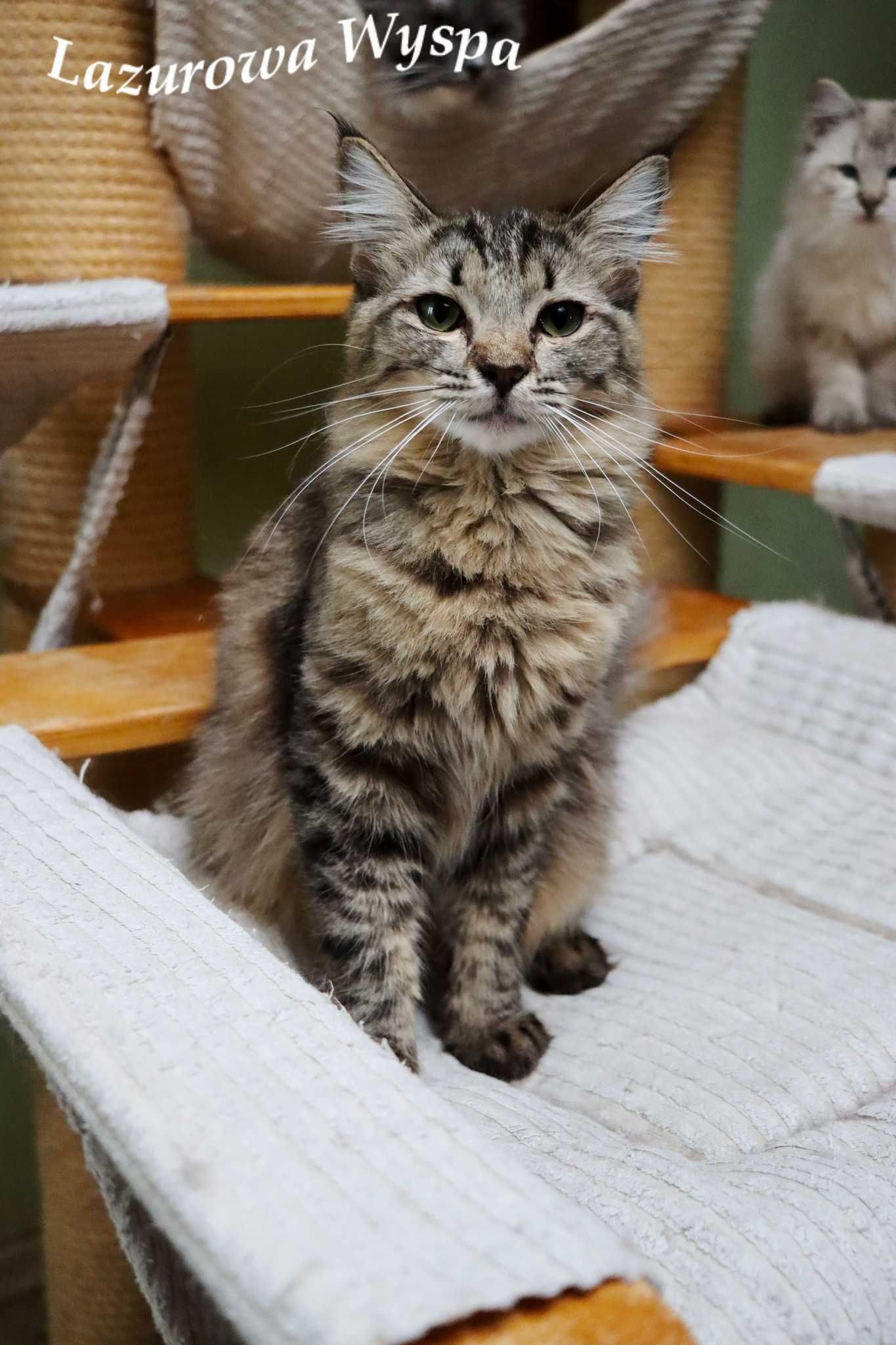 Kali Ragdoll solid/mink z Lazurowej Wyspy.