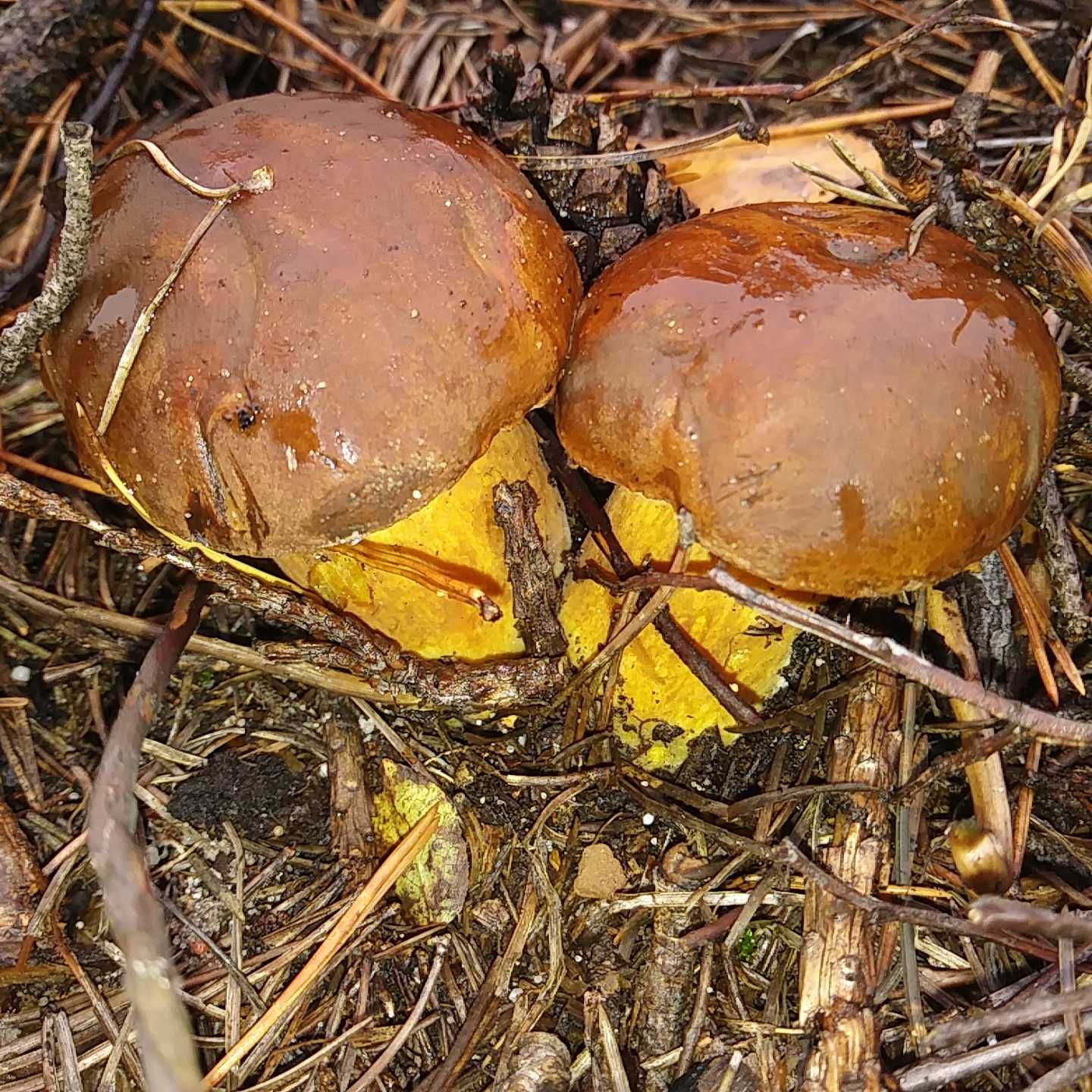 podgrzybek brunatny suszony