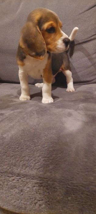 BEAGLE piesek gotowy do nowego domu