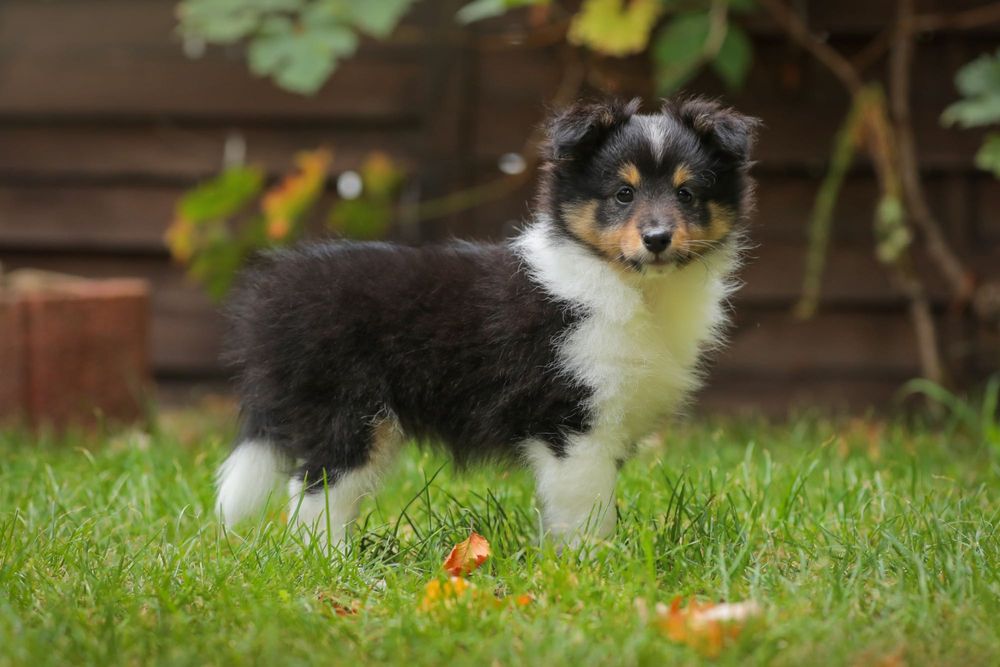 Owczarek Szetlandzki Sheltie suczka sport Warszawa