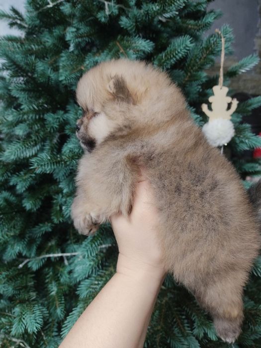 Дівчинка Міні. Крем. КСУ