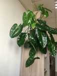 Filodendron Philodendron