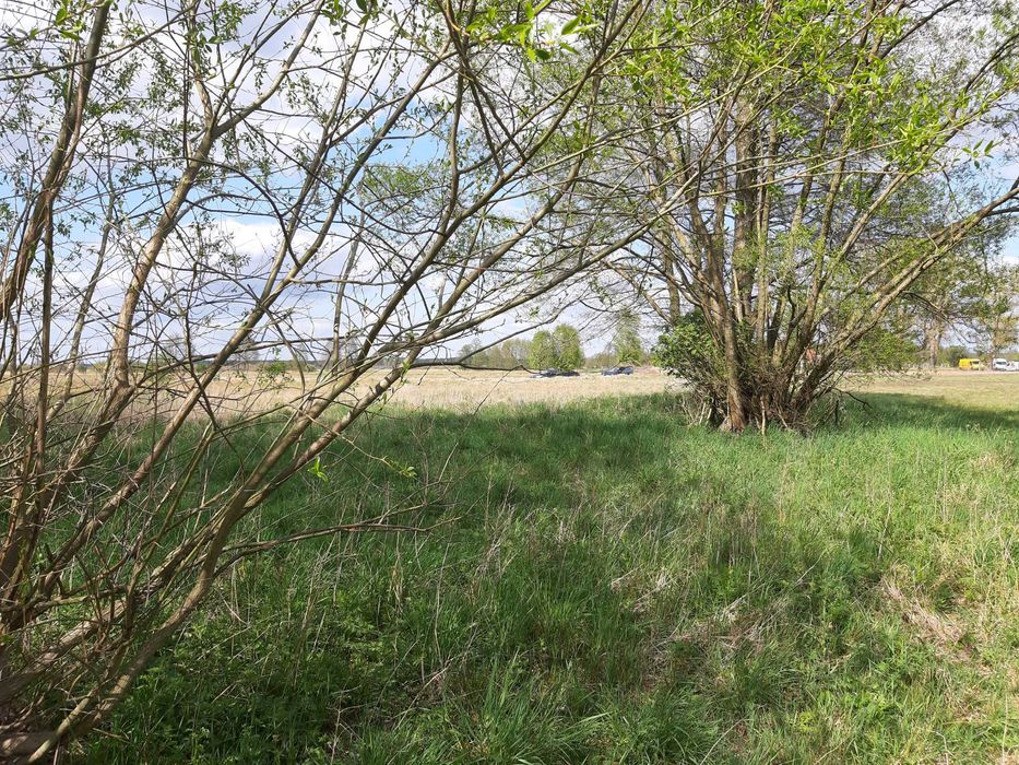 Bydgoszcz ok. Kobylarnia Działka 2220 m2 wśród zieleni- Stodoła GRATIS