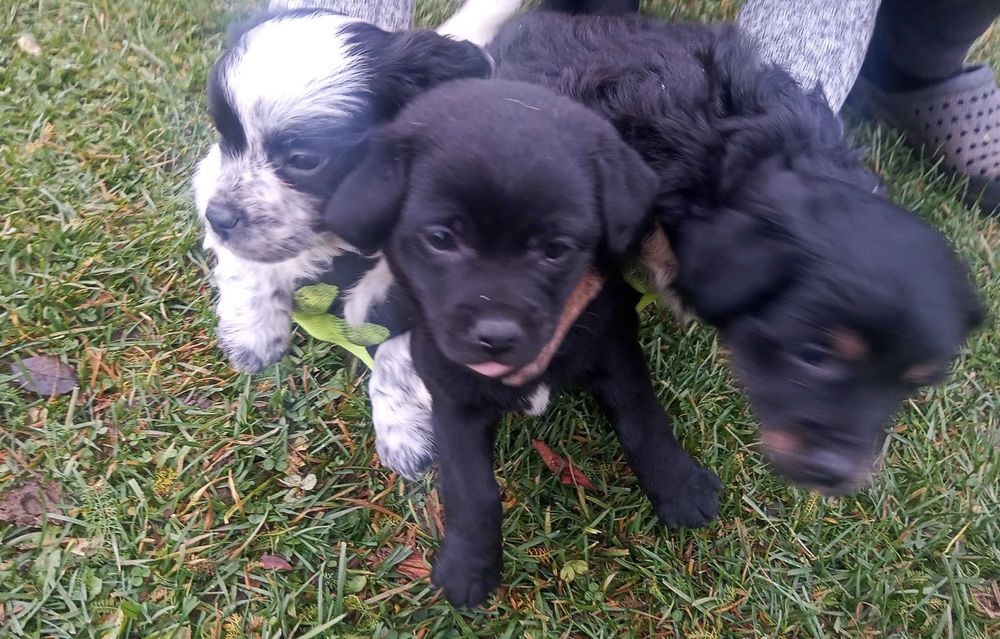 Oddam trzy urocze kundelki