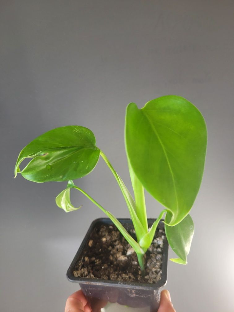 Monstera Variegata