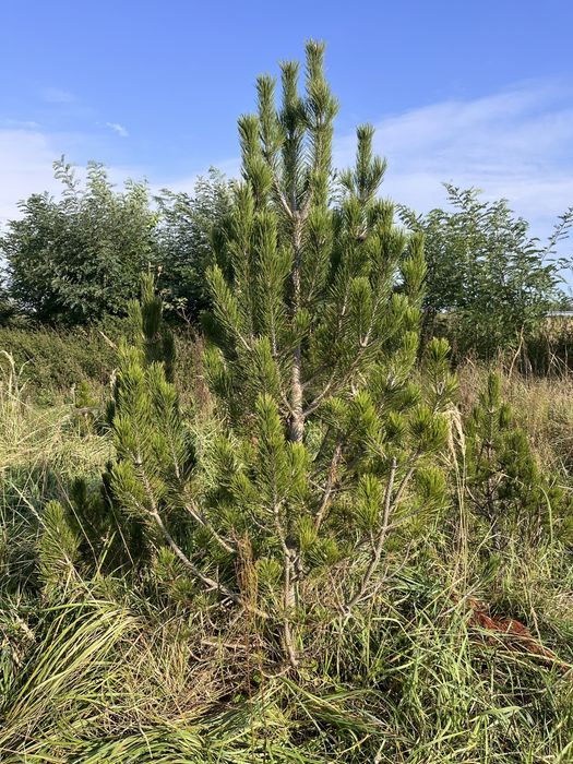 Sosna bosniacka 250 cm