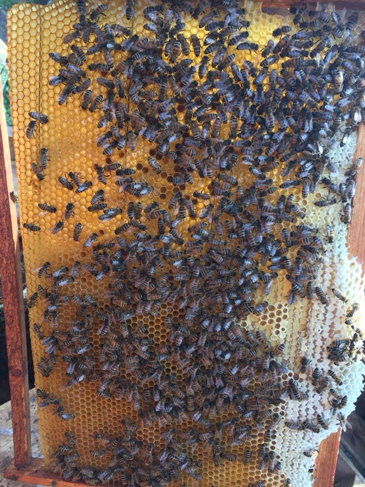 Вулики з Бджолами