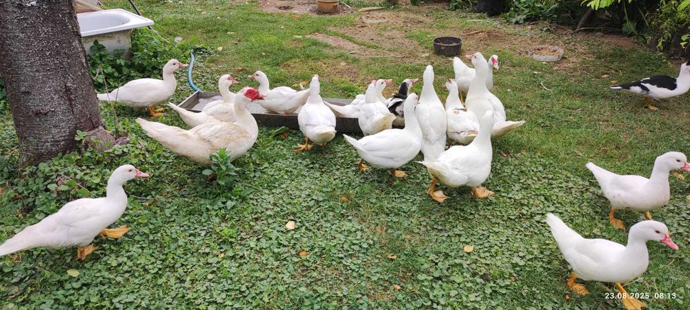 Sprzedam kaczki francuskie