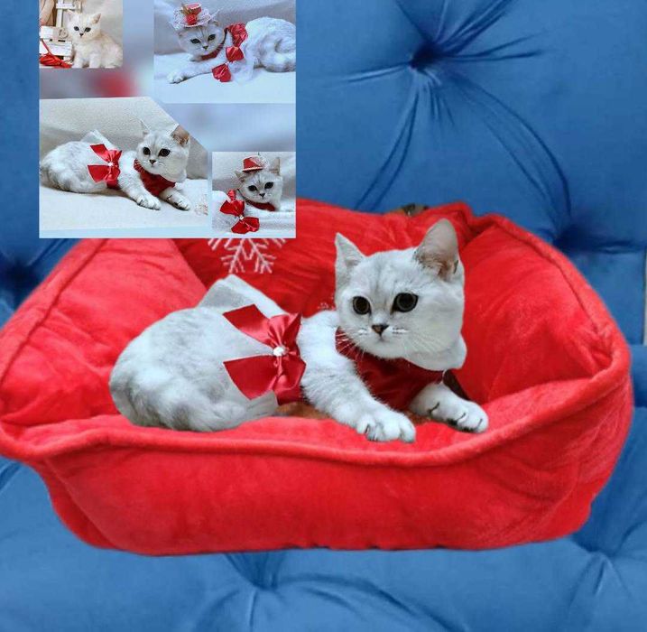 Продам кошенят скотіш фолд та скотіш страйт