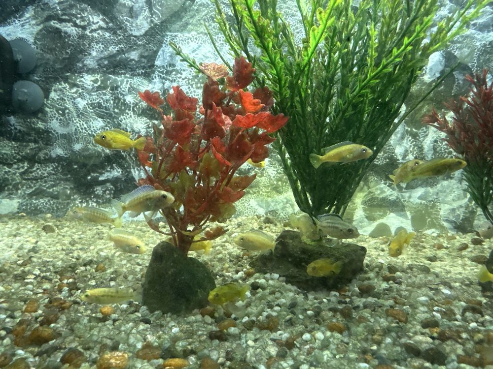 Pyszczaki Malawi 3-4,5cm