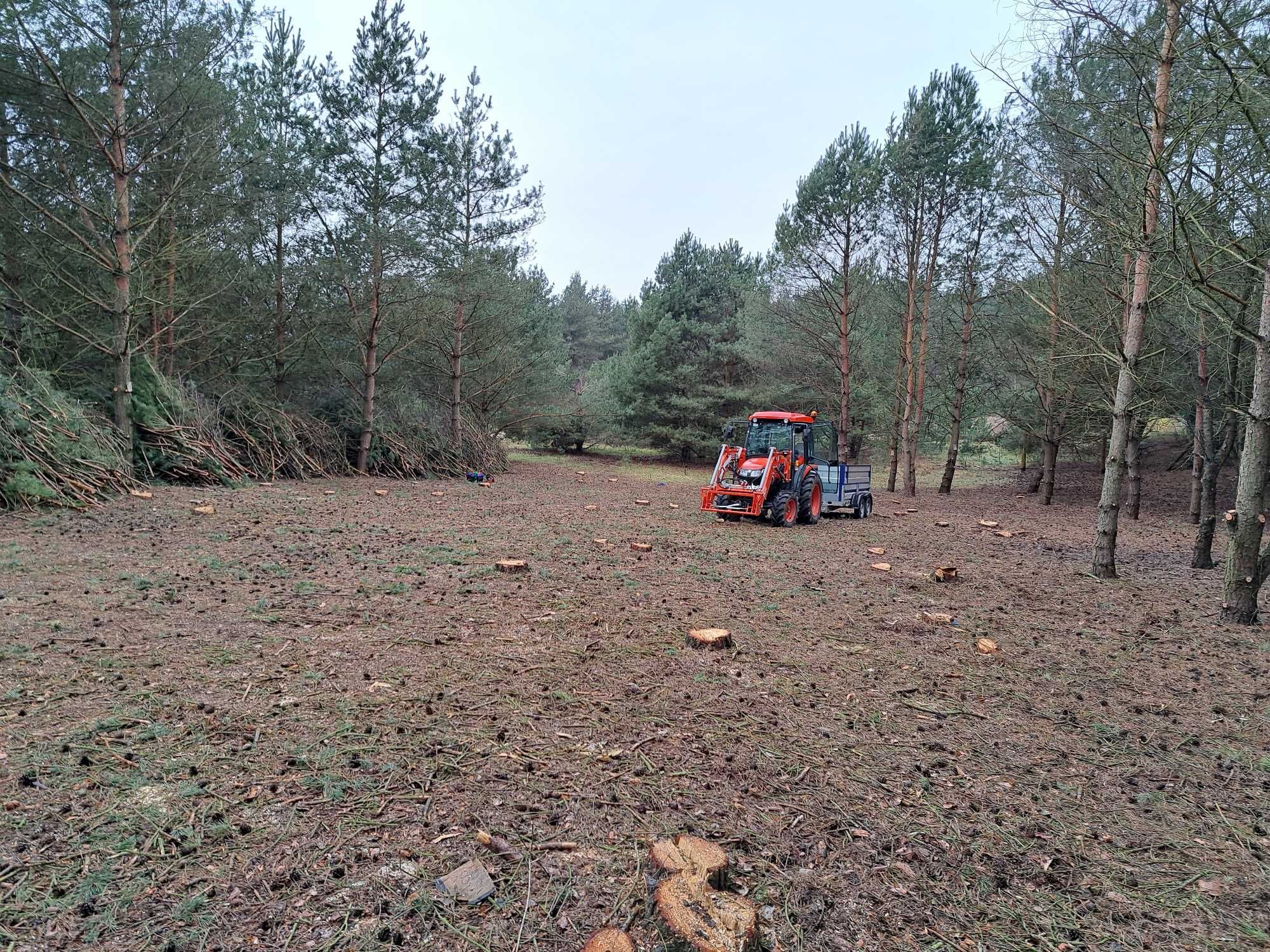 Wycinka drzew rąbanie gałęzi