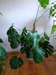 Monstera duża bez doniczki