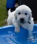 Golden retriever szczeniak zkwp fci śląskie