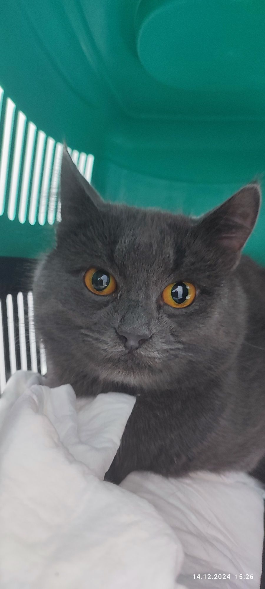 Котята Вашей Мечты ищут самых любящих и ответственных своих людей!!!