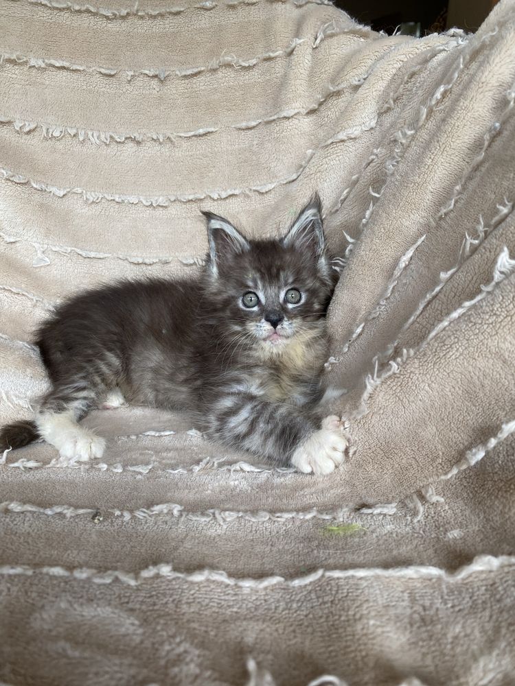 Rodowodowy kocurek Maine Coon