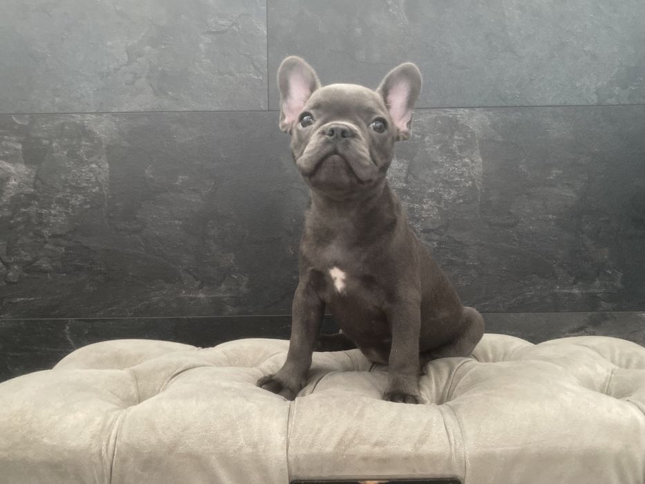 Раскошный французский бульдог, голубого окраса Киев,доставка по миру!