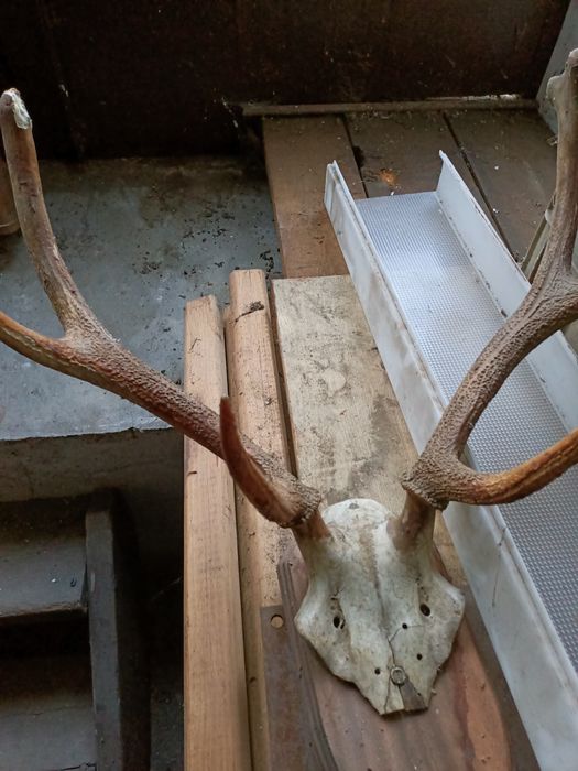 Poroże na desce poroża