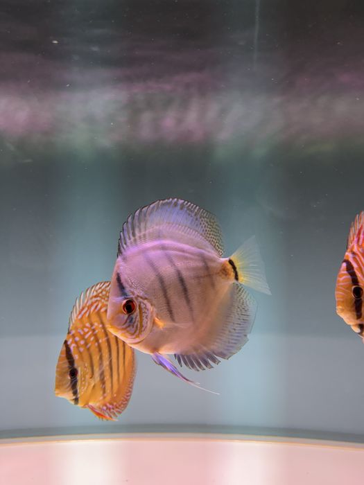Peixes DISCUS saudáveis