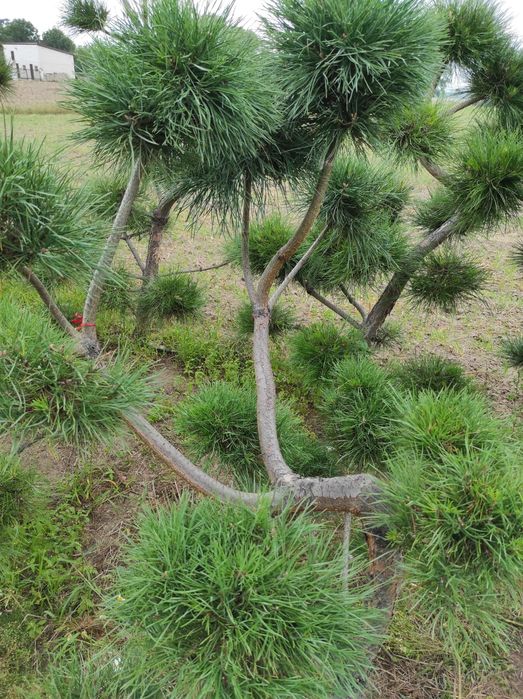 Bonzai formowany, sosna czarna, drzewko do ogrodu, ozdobne 28,29,30,31