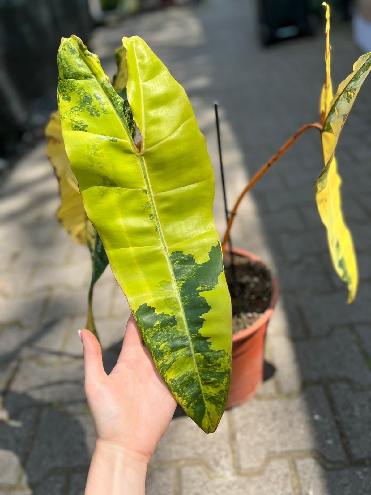 PhiPhilodendron Billietiae Variegated