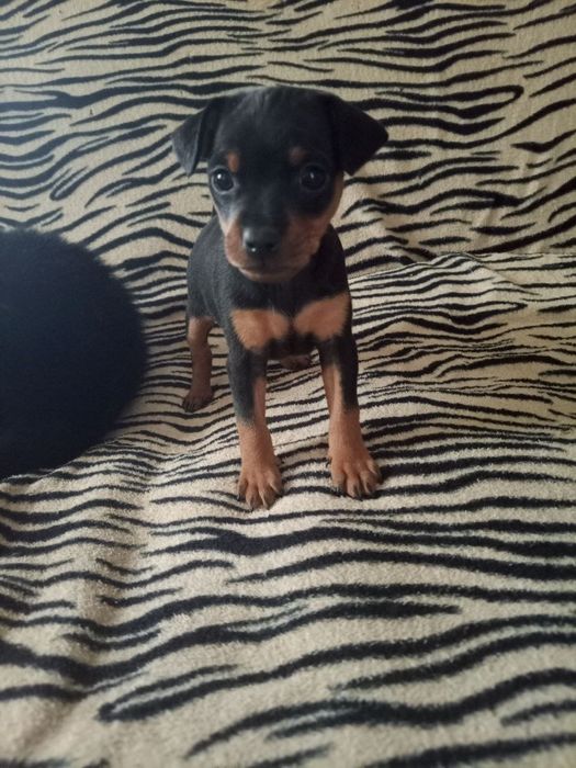 Продам  цуценят  цвергпінчера