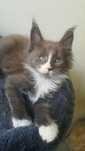Kocurek Maine Coon