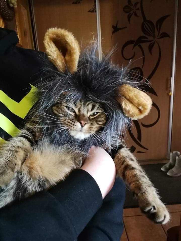 Grzywa lwa dla kota przebranie peruka ubranko