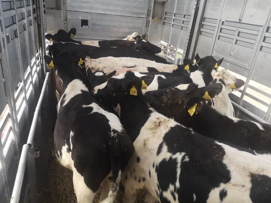 Jałówki mleczne 100 %