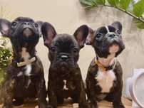 Buldog Francuski