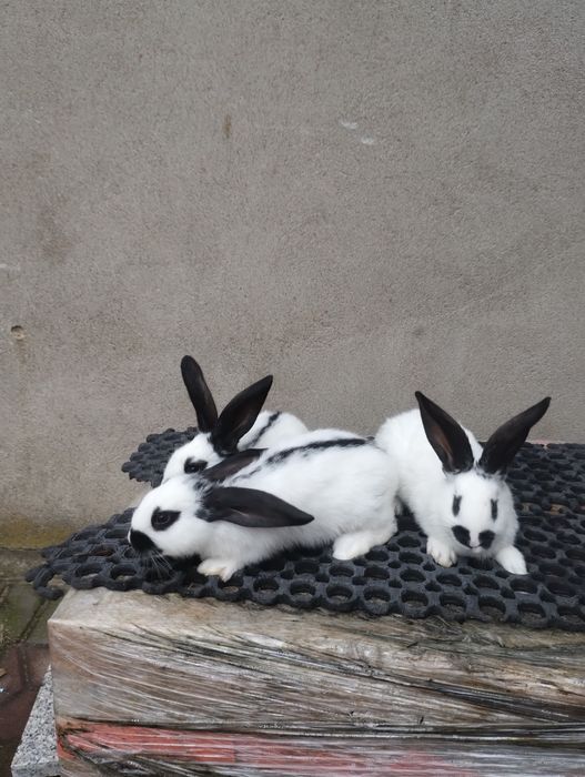 Królik srokacz niemiecki