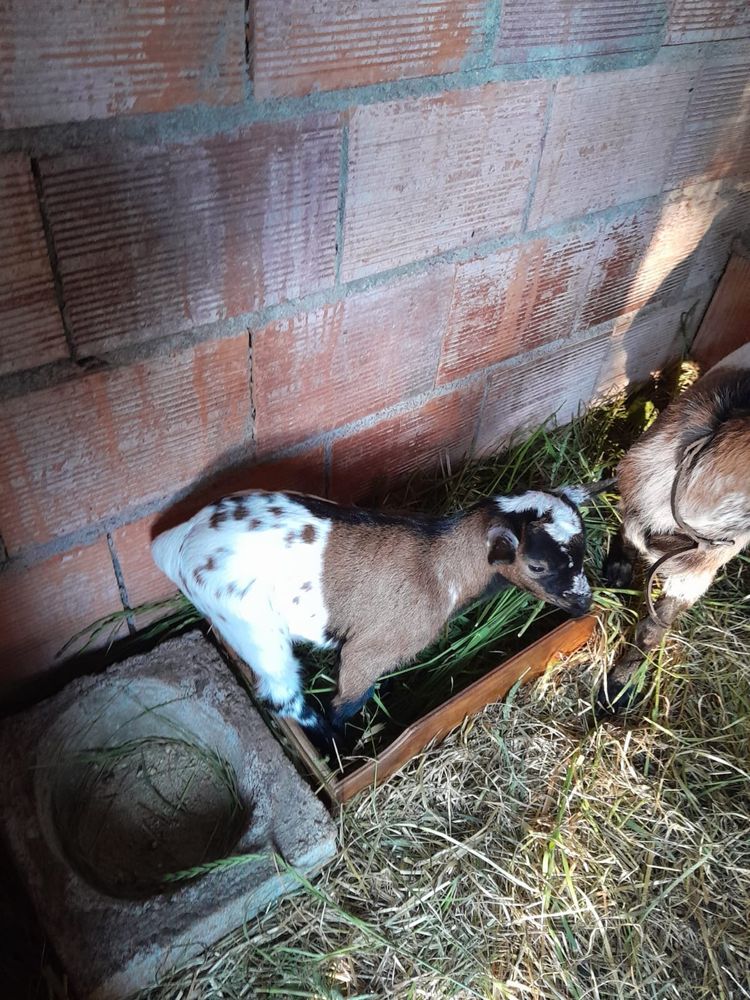 Cabrito anão novo