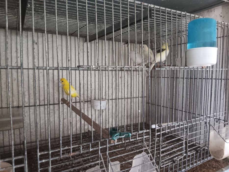 Canários raça espanhola