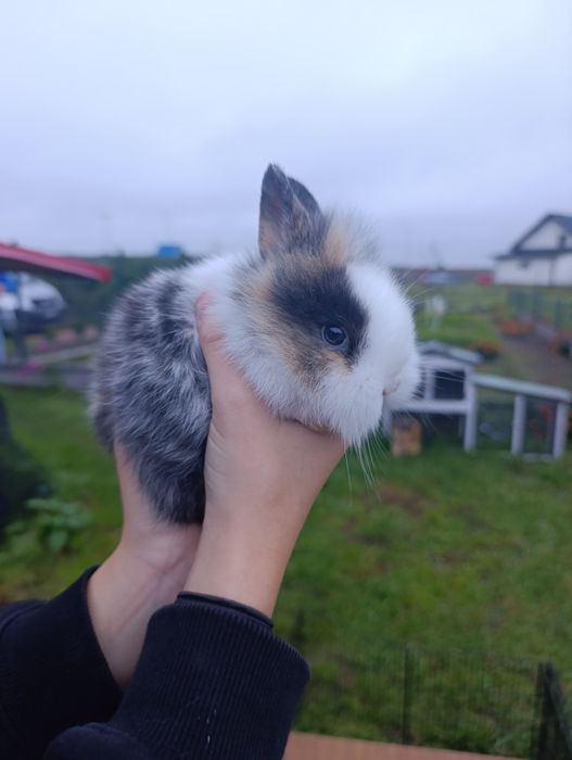 Królik miniaturka