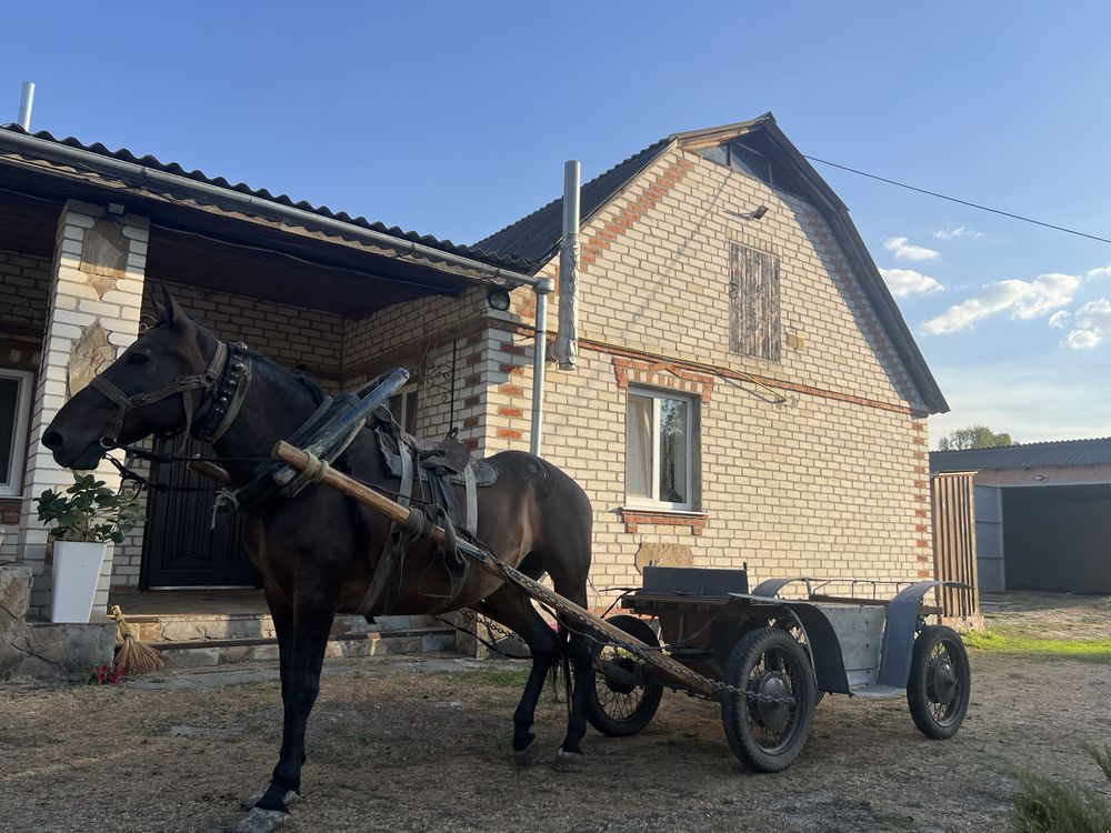 Продам рабочу лошадь