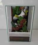 Terrarium dla pająka, nicaragu, AquaWaves, TW02KTP