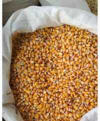 Зерно кукурузы от 5кг