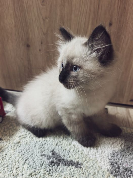 Kotki neva masquerade