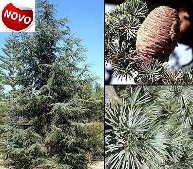 10 sementes cedro do atlas
