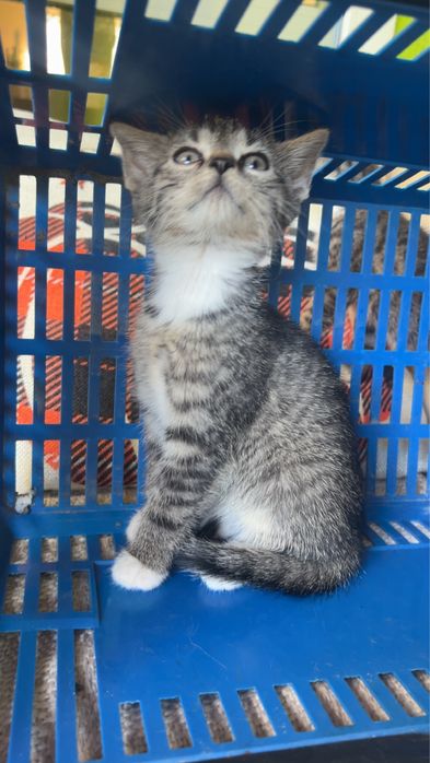 Male kotki do adopcji