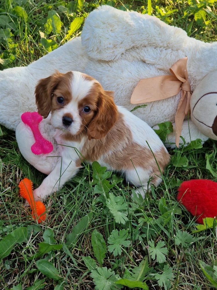 Cavalier King Charles Spaniel - suczka blenhein