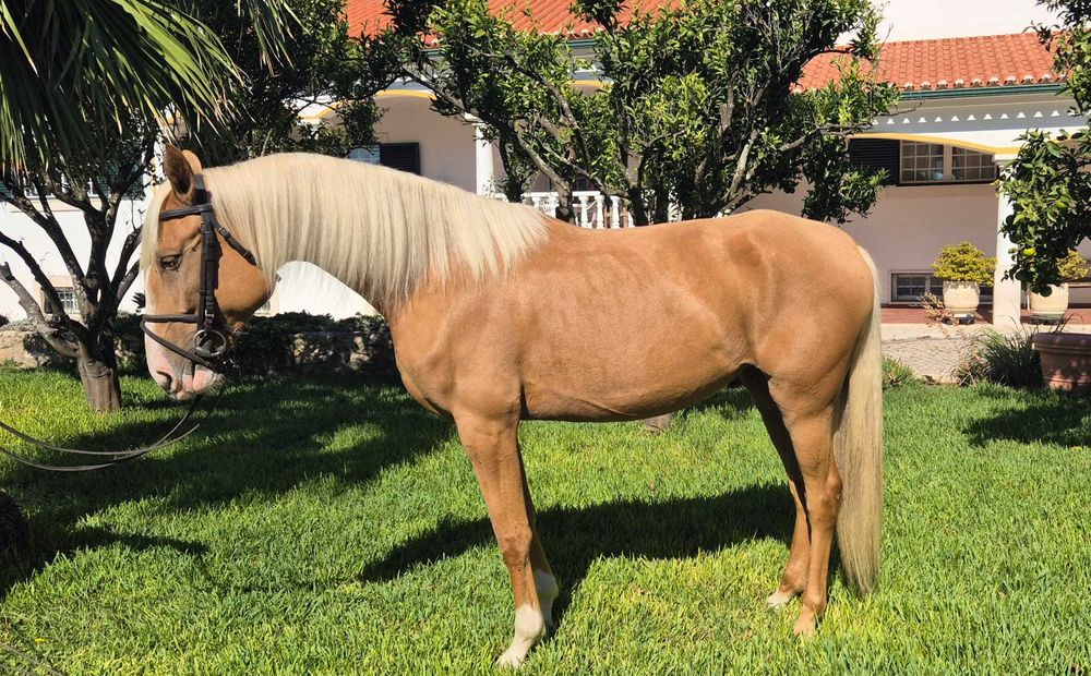 Palomina com Talento e Equilíbrio