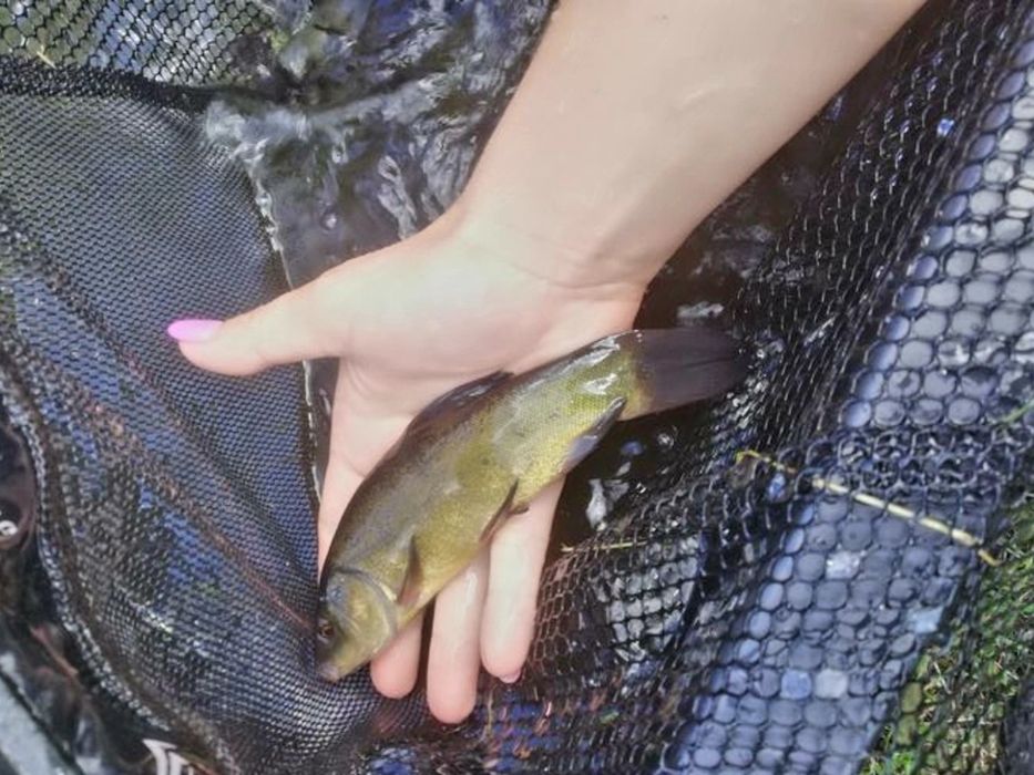 Lin narybek 15-20cm, Jesiotr, karp