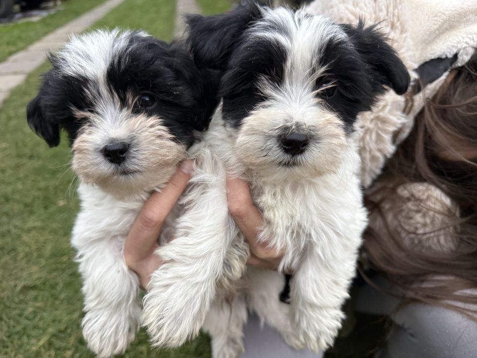 Sprzedam Yorkshire Terrier Biwer Morki