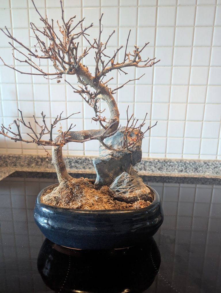 Vaso para bonsai com pedra decorativa