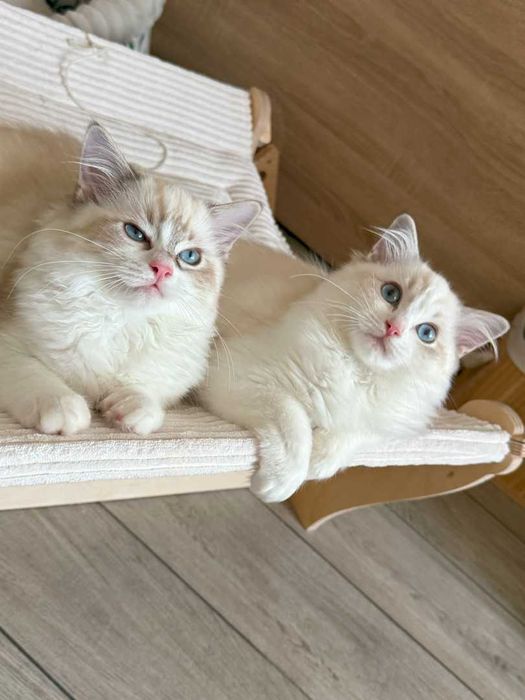 Ragdoll - Kotka z rodowodem Lazurowe Łapki*PL - Eowinka