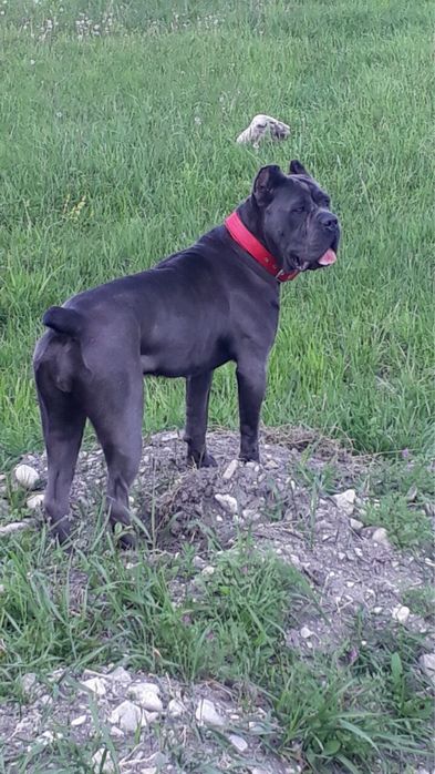 Cane corso Italiano-щеночки від питомника