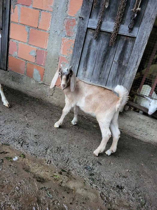 Mãe e filho cruzamento de boer com angulo nubiano