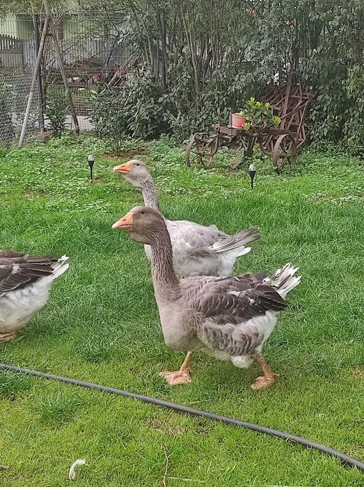 Cholmogory,tuluskie i inne-likwidacja,ostatnie sztuki