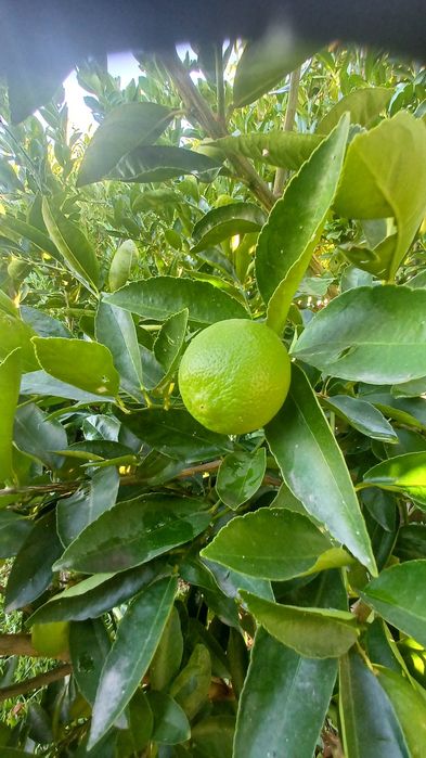 Lima (fruto) ao kilo