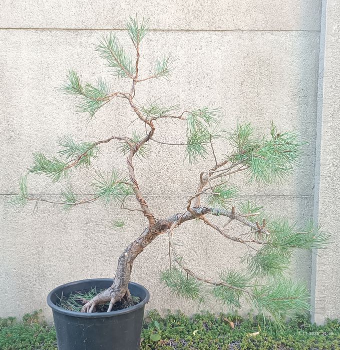 Sosna Bonsai Prebonsai